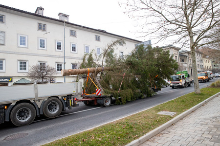 praznična smreka _ 2025 (1)